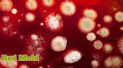 Easy Tips to Get Rid of Red Mold at Your Home - Mold Guide 101