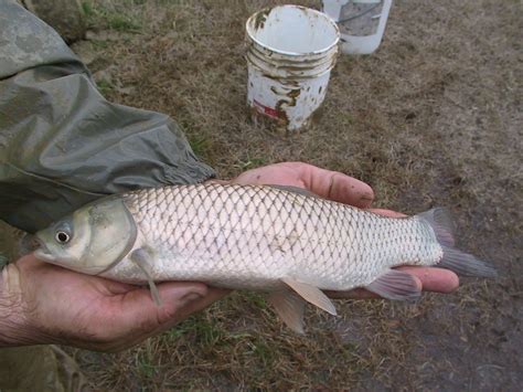 Ctenopharyngodon idella - Grass Carp is the Largest Fish Production - SeaFish