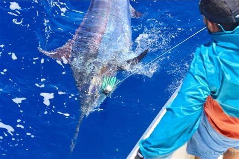 Blue Marlin Fishing: species guide, charters and destinations - Tom's Catch