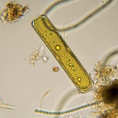 Diatom | Description, Characteristics, & Reproduction | Britannica