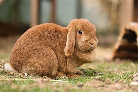 Tout savoir sur le Lapin Bélier et Nain Bélier : Alimentation, soins, prix...