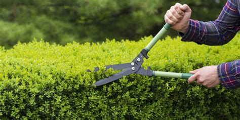 A basic guide for trimming your hedges | House & Home Ideas