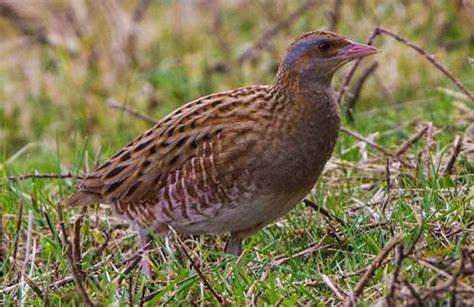 Corncrake | Birds of India | Bird World