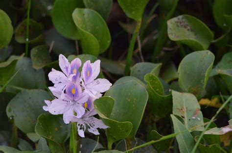 Flora do Pantanal, Brasil. Eichhornia crassipes. Esta é uma espécie de planta aquática da ...