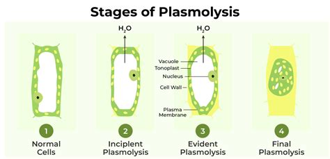 Meiosis - Definition, Stages, Function and Purpose - GeeksforGeeks