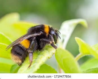 Bufftailed Bumblebee Queen Bombus Terrestris Rest Stock Photo ...