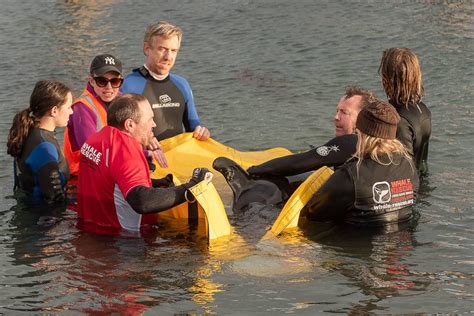 Rescuers search for orca family after saving stranded calf - Whale and ...