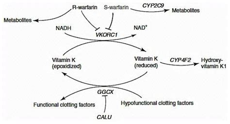 Metabolism and Mechanism of Action of Warfarin [1]. Image was used with ...