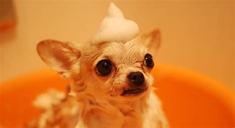 7 Best Medicated Dog Shampoo for Your Dogs [Top 2023 Picks]
