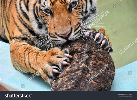 1.102 Siberian tiger claw: immagini, foto stock e grafica vettoriale ...