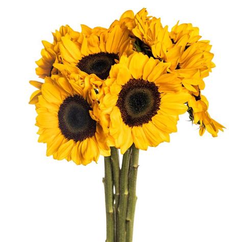 Sunflowers - Only Pickup | Toronto Bulk Flowers | Wholesale Sunflowers ...