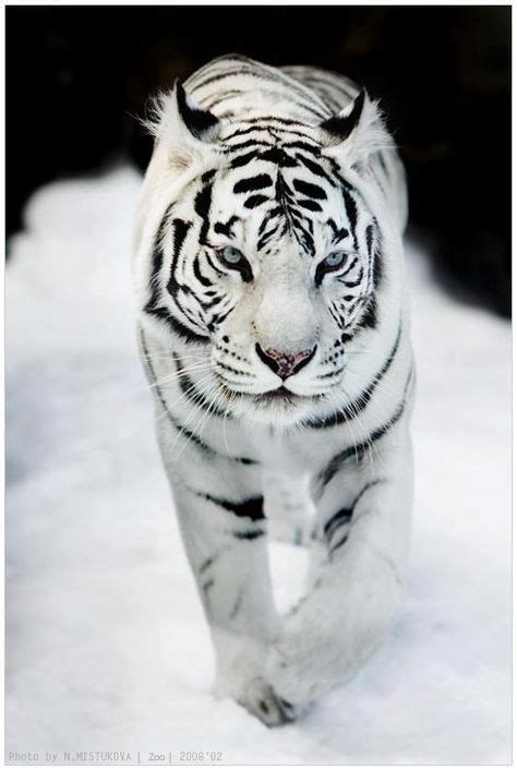 33 Best Black tiger cub rare images in 2019 | Big cats, Black tigers ...