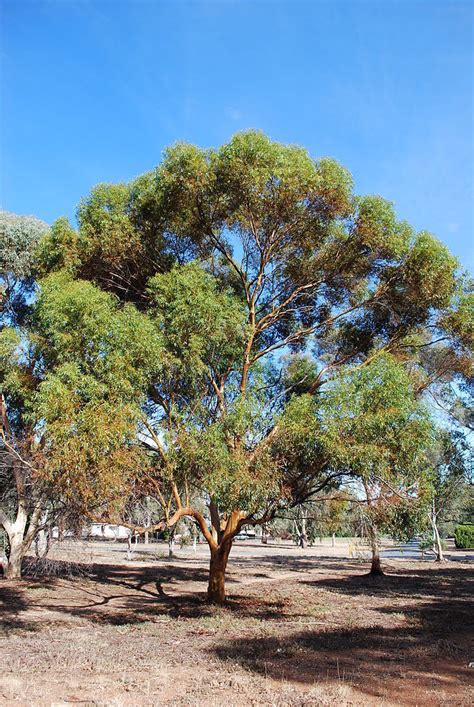 PlantFiles Pictures: Eucalyptus Species, Fluted Gum Tree, Gimlet Gum, Silver-Topped Gimlet ...