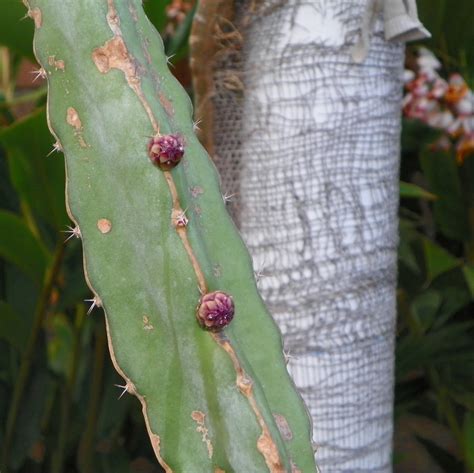 Hylocereus ocamponis Dragon Fruit variety from Spicy Exotics