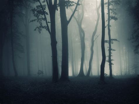 被大雾笼罩的树林摄影高清图片 - 三原图库sytuku.com