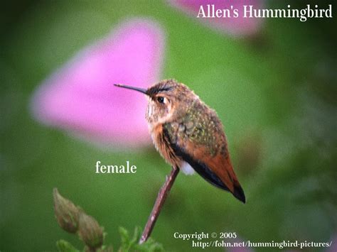 Hummingbird Pictures Guide