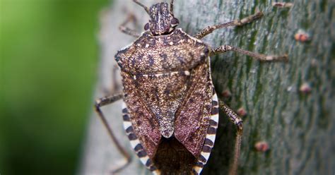 Stink bugs are back: What are they, how do you get rid of them?