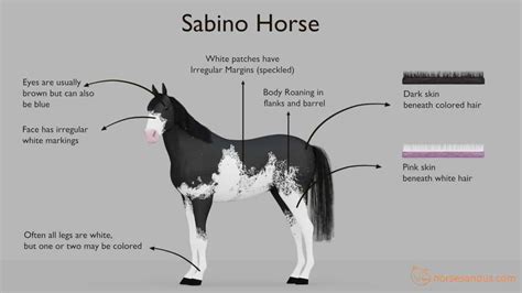 What is a Sabino Horse? Traits, Breeds, and more