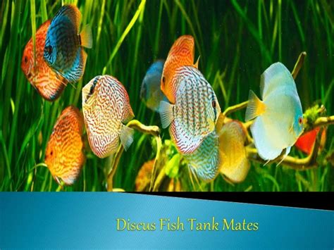 Discus fish tank mates