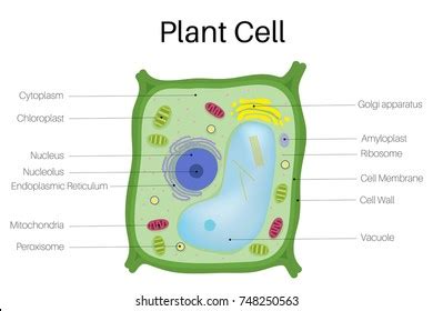 Nuclear Membrane In Plant Cell