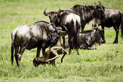 Serengeti Wildebeest Migration Tours 6 Days - (Ngorogoro / Serengeti)