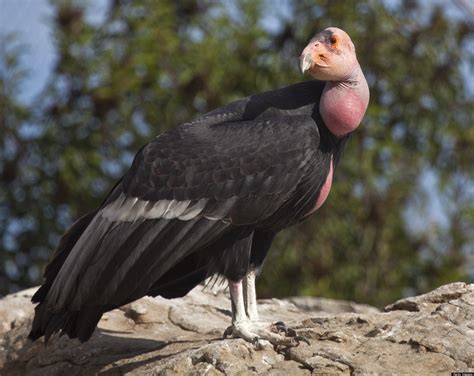 The Dark Secrets of the Bird World — Wait But Why | Animals, Extinct animals, California condor