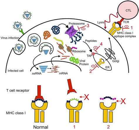 Viruses | Free Full-Text | Evasion of Influenza A Viruses from Innate and Adaptive Immune Responses