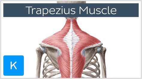 Trapezius Muscle Diagram