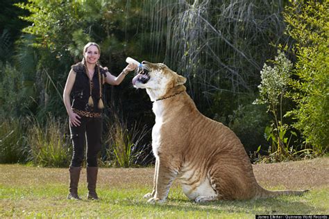 White Wolf : Hercules, 922-Pound Liger, Is The World's Largest Living Cat (Video)