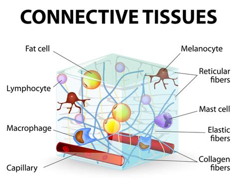 Marfan syndrome: MedlinePlus Genetics