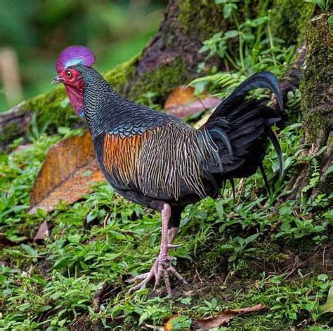 ¿Dónde viven las gallinas salvajes? - Criar Gallinas En Casa