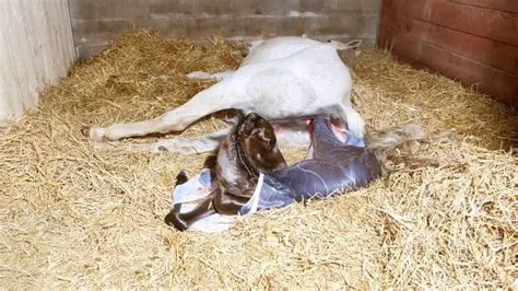 Foaling Signs In Maiden Mares - What To Expect With Your First Foal! - Horse Meta