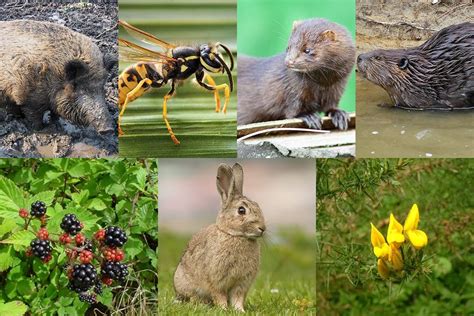 Estas son las siete especies exóticas invasoras que destruyen la biodiversidad de Chile ...