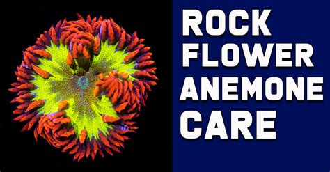 Rock Flower Anemones | World Wide Corals