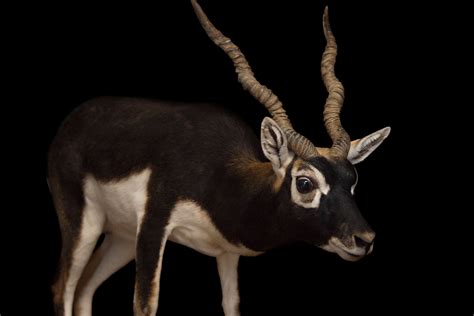 See Animals With Impressive Horns, Antlers, and Other Headgear