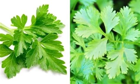 Parsley VS Coriander - Differences And How To Tell Them Apart - Foodiosity