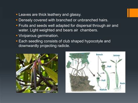 Adaptations of epiphytes and halophytes