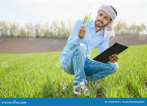 Indian Farmer in His Wheat Field Stock Photo - Image of india, fresh ...