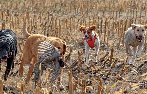 Pheasant Dogs - Keith R. Crowley | Wild River Press