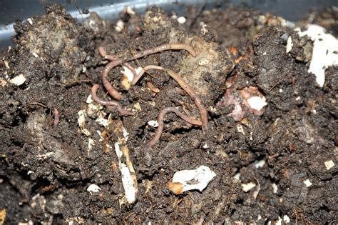 How To Use Vermicompost In Garden | Fasci Garden