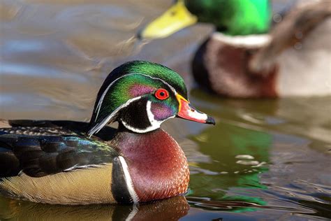 Wood duck head shot Photograph by Lynn Hopwood - Fine Art America