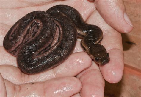 Javan Filesnake (Acrochordus javanicus) - Species Profile