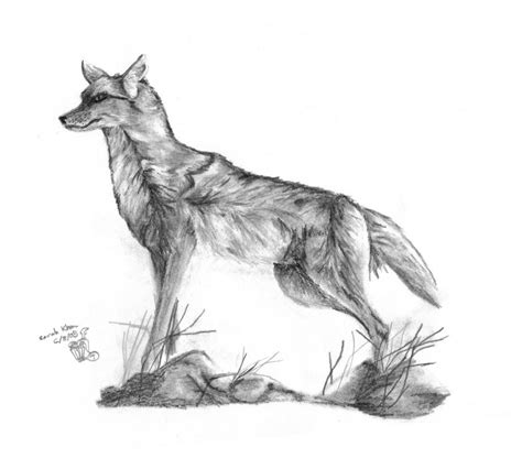 Wild Coyote by HappyDrizzt on DeviantArt