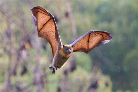 Image of Flying Fox or Fruit Bat in Mid Flight - Austockphoto