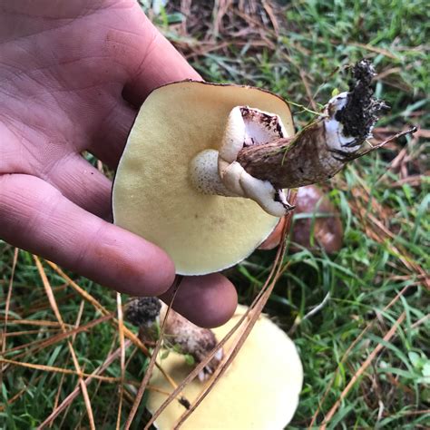 Slippery Jacks, Jills and cows: the yummy, delicate mushrooms in pine forests. — Wild Plants ...