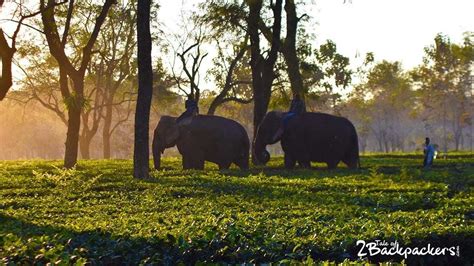 Manas Maozigendri Ecotourism Society - they keep the forest safe | T2B