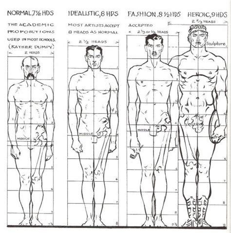 BEAUTY: Ideal proportions? | Human figure drawing, Human body ...