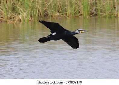 Great Cormorant Breeding Plumage Stock Photo (Edit Now) 393839179 ...