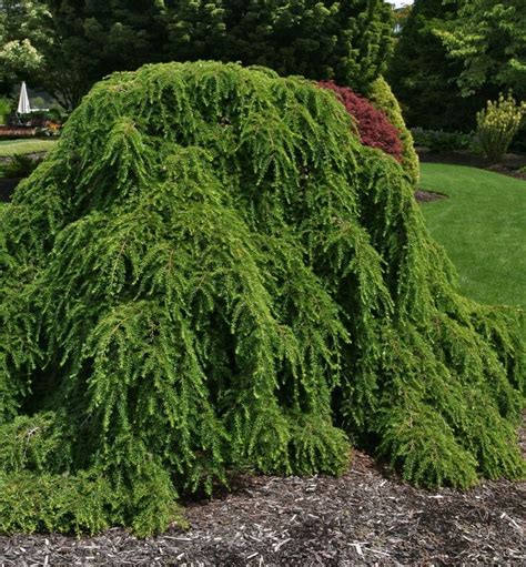 Weeping Hemlock | Natorp's Online Plant Store