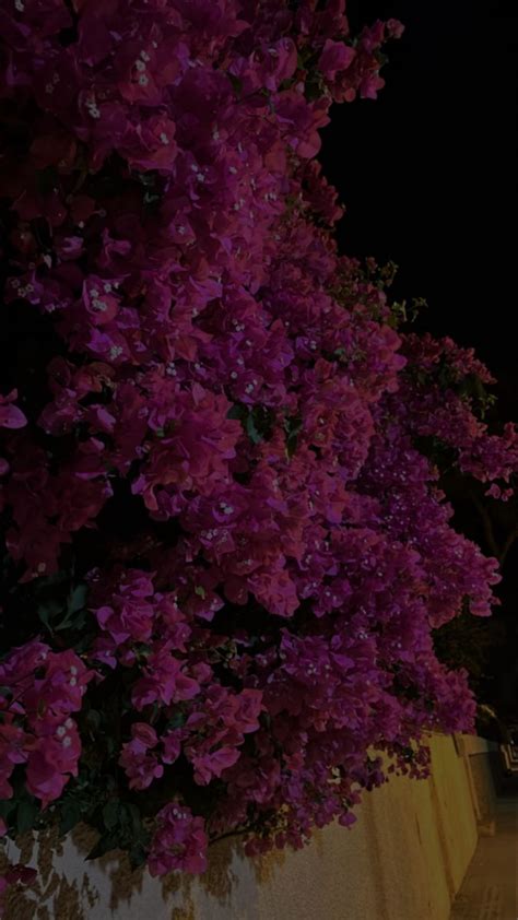 flowers aesthetic dark night